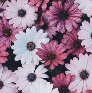 Meet your Posher, Madeline